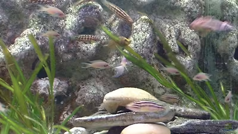 Dekoration im Aquarium Becken 286 von Ralf Romer (6)