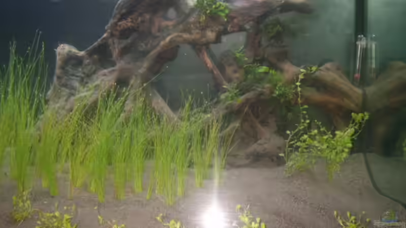 Dekoration im Aquarium Becken 2862 von Oliver Gursky (7)