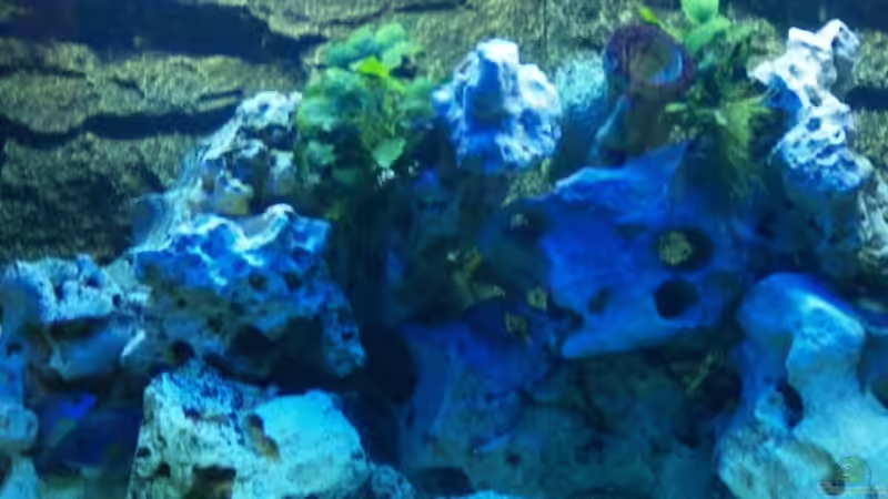 Dekoration im Aquarium Becken 2867 von Joerg Sommer (3)