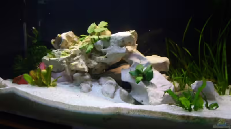 Dekoration im Aquarium Becken 2871 von Martin Kühnel (8)