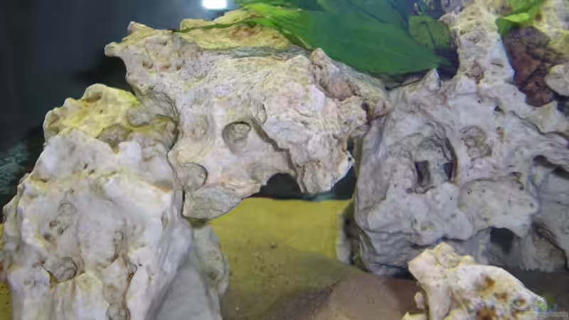 Dekoration im Aquarium Becken 2872 von Frank Seutter (4)