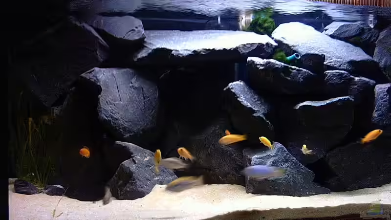 Dekoration im Aquarium Becken 2873 von Ben Burzlaff (4)