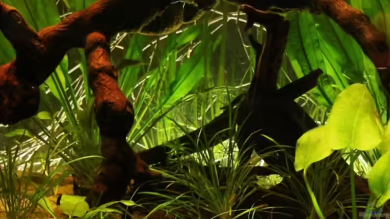 Dekoration im Aquarium Becken 2884 von Susanne Gillig (2)