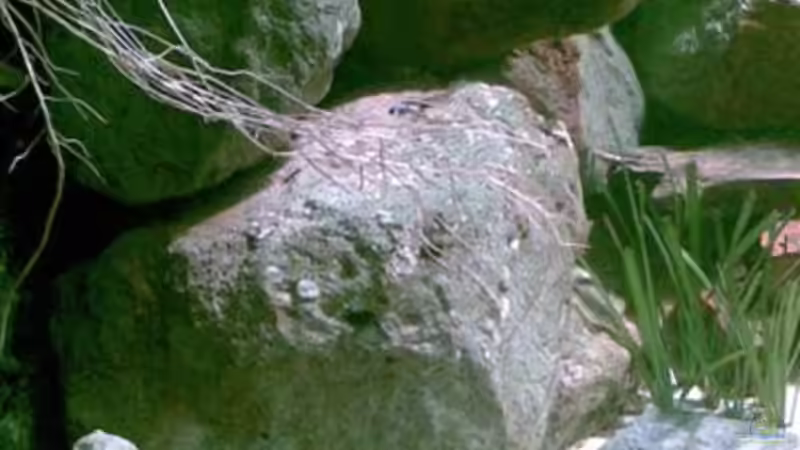 Dekoration im Aquarium Becken 2888 von Buschmeier Marcel (6)