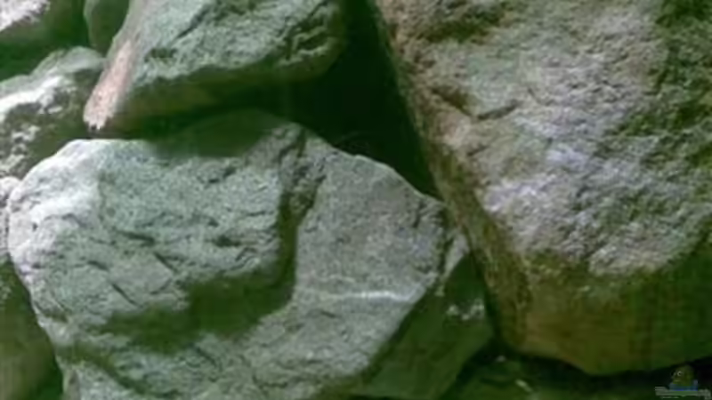 Dekoration im Aquarium Becken 2888 von Buschmeier Marcel (7)