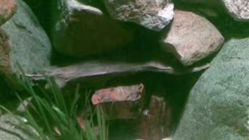 Dekoration im Aquarium Becken 2888 von Buschmeier Marcel (8)