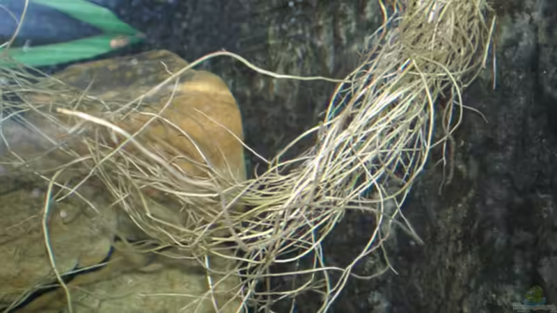 Dekoration im Aquarium Becken 2888 von Buschmeier Marcel (9)