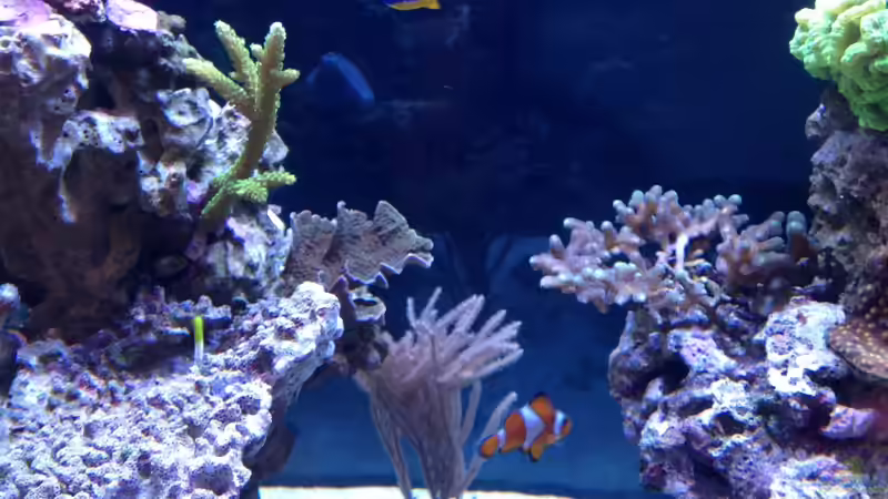 Dekoration im Aquarium Becken 28910 von Sven Alt (3)