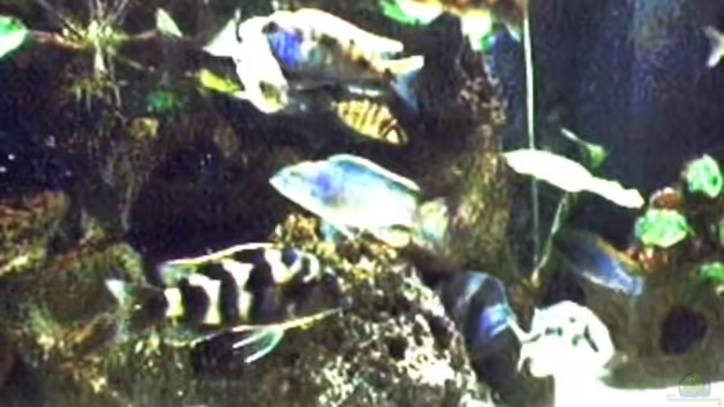 Dekoration im Aquarium Becken 29 von Oliver Duddeck (4)