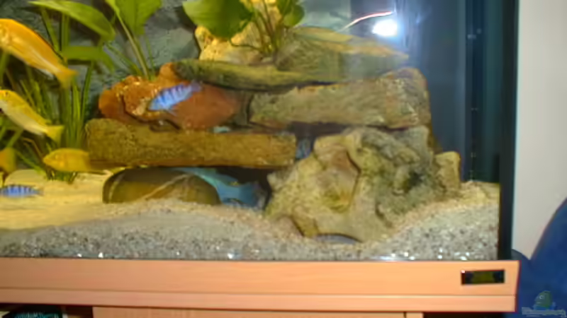 Dekoration im Aquarium Becken 290 von Andreas Sachisthal (6)