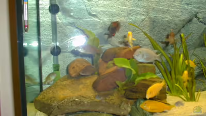 Dekoration im Aquarium Becken 290 von Andreas Sachisthal (7)