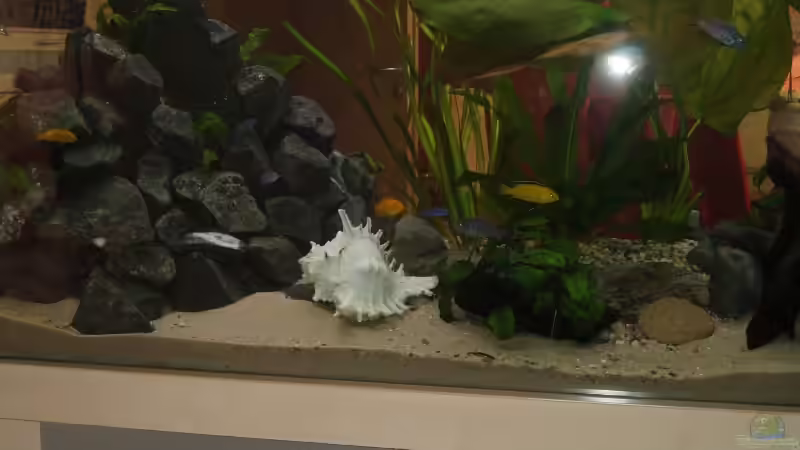 Dekoration im Aquarium Becken 2903 von Stefan Matz (7)