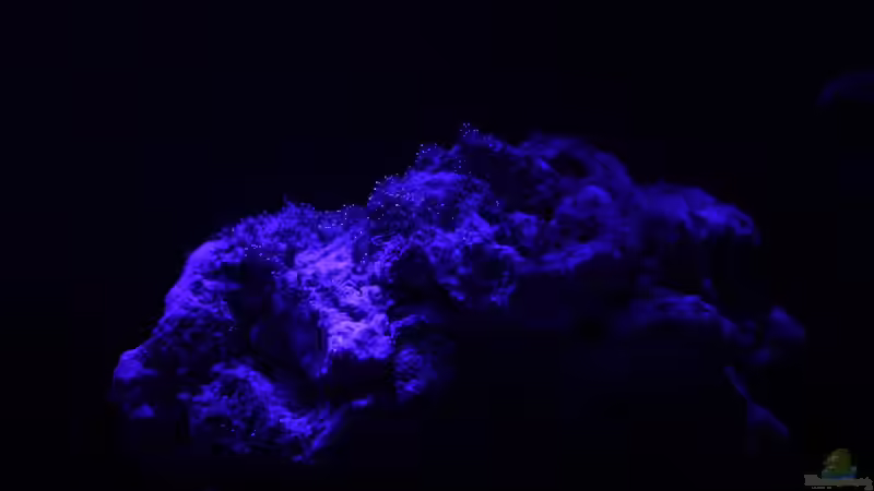 Dekoration im Aquarium Becken 29062 von die Perle... (22)