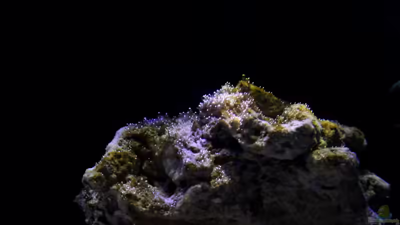 Dekoration im Aquarium Becken 29062 von die Perle... (24)