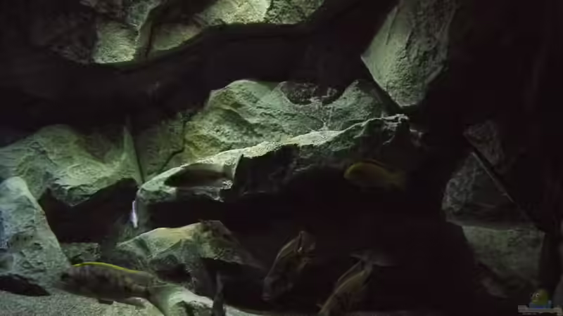 Dekoration im Aquarium Becken 29067 von Sven (11)