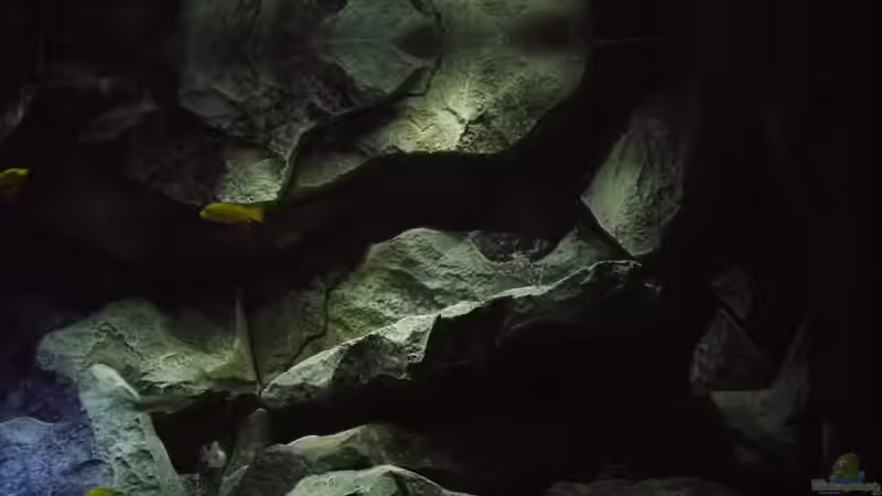 Dekoration im Aquarium Becken 29067 von Sven (12)