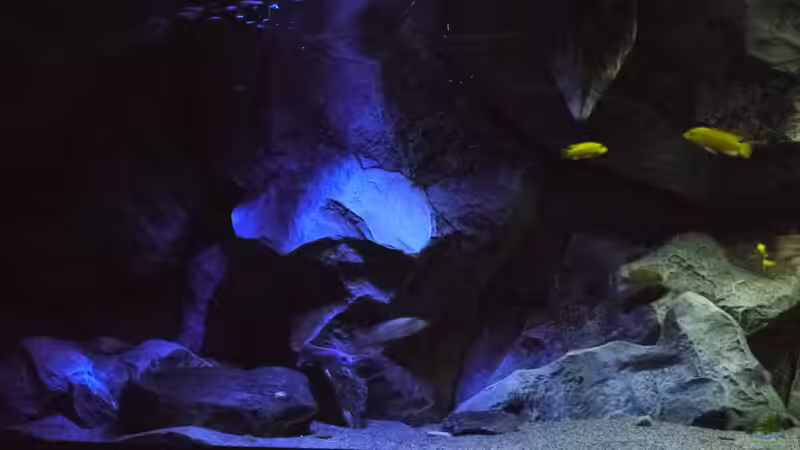 Dekoration im Aquarium Becken 29067 von Sven (13)