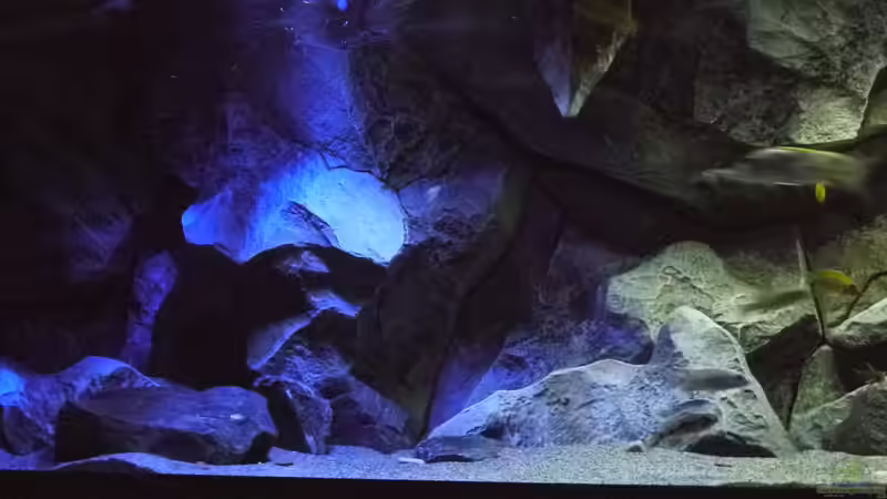 Dekoration im Aquarium Becken 29067 von Sven (14)