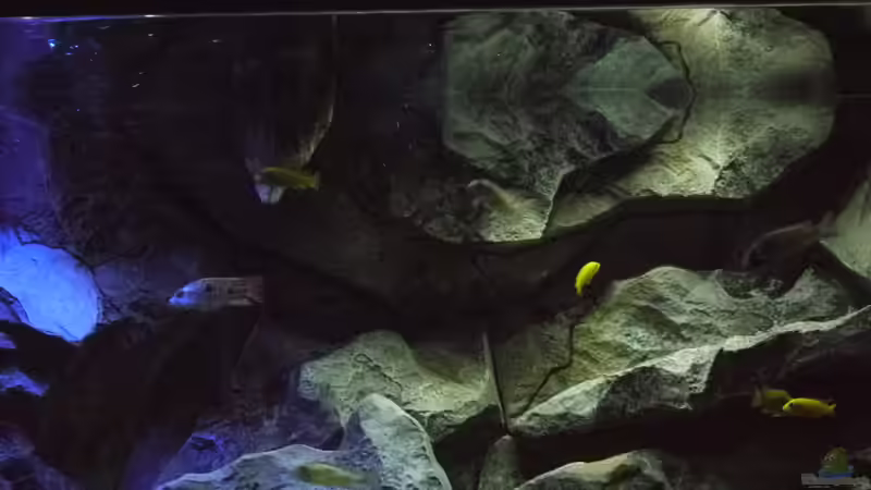 Dekoration im Aquarium Becken 29067 von Sven (15)