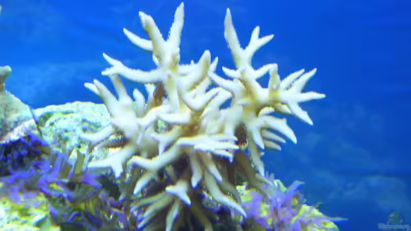 Dekoration im Aquarium Becken 2918 von Felix Pahs (5)