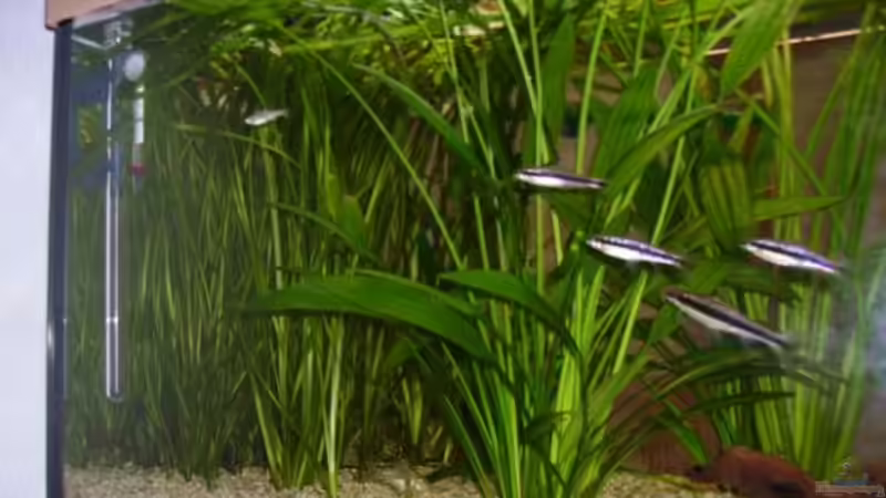 Dekoration im Aquarium Becken 2918 von Felix Pahs (6)