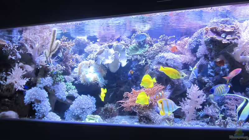 Dekoration im Aquarium Becken 29195 von Andreas L (4)