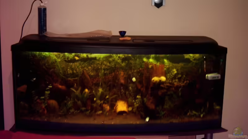 Dekoration im Aquarium Becken 2923 von Heiko Rodegast (7) (10)