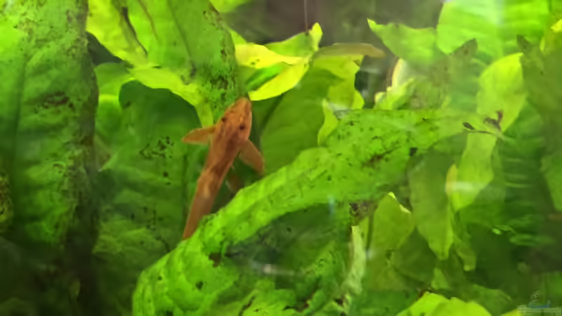 Dekoration im Aquarium Becken 29458 von Muschelherz (6)