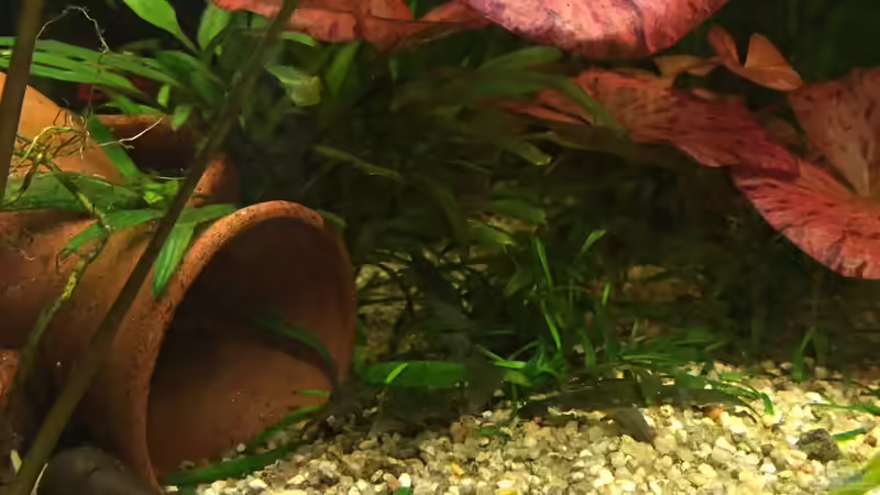 Dekoration im Aquarium Becken 29458 von Muschelherz (7)