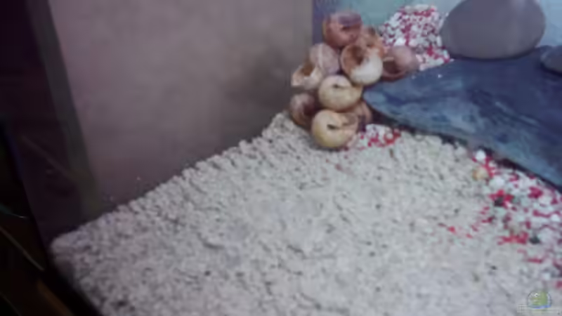 Dekoration im Aquarium Becken 2955 von Heiko Rodegast (3)