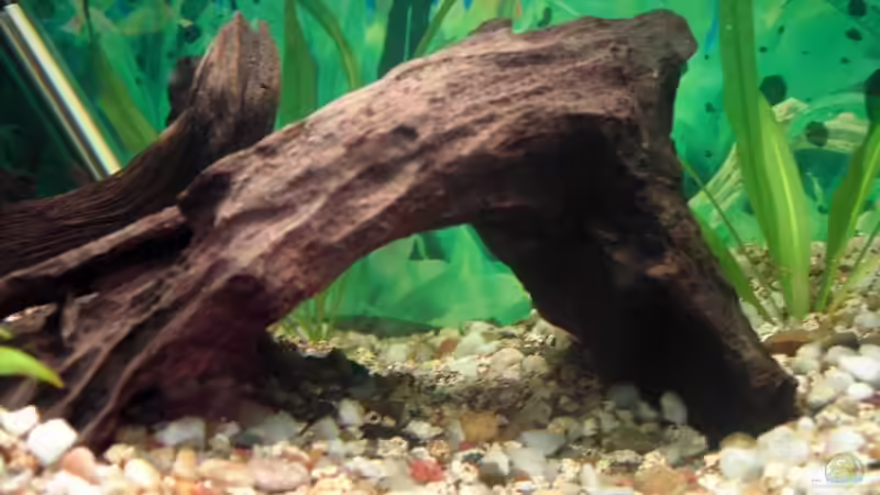 Dekoration im Aquarium Becken 2968 von Heiko Mietz (7)