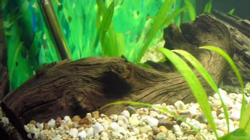 Dekoration im Aquarium Becken 2968 von Heiko Mietz (8)