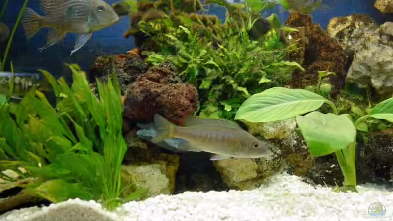 Dekoration im Aquarium Becken 30 von Florian Schepke (3)