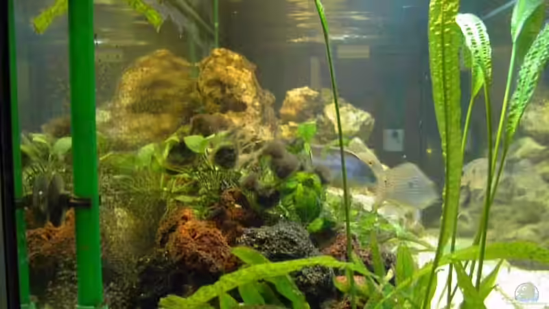 Dekoration im Aquarium Becken 30 von Florian Schepke (4)