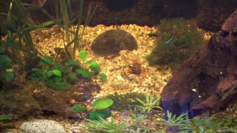 Dekoration im Aquarium Becken 30000 als Raumteiler von Jens J. (19)