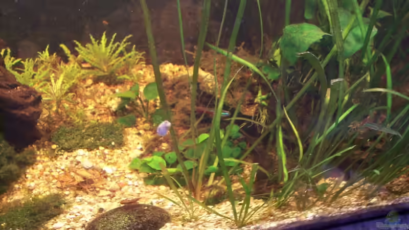 Dekoration im Aquarium Becken 30000 als Raumteiler von Jens J. (20)