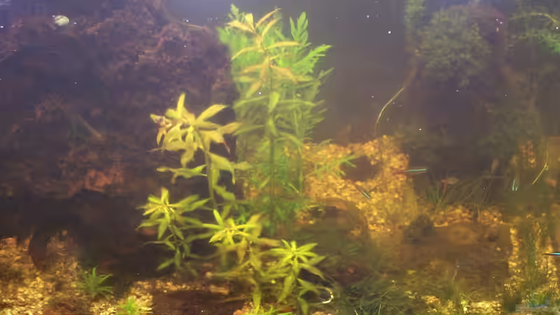 Dekoration im Aquarium Becken 30000 als Raumteiler von Jens J. (21)