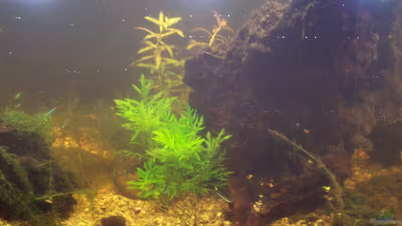 Dekoration im Aquarium Becken 30000 als Raumteiler von Jens J. (22)