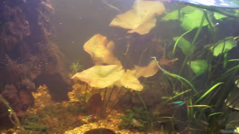 Dekoration im Aquarium Becken 30000 als Raumteiler von Jens J. (23)