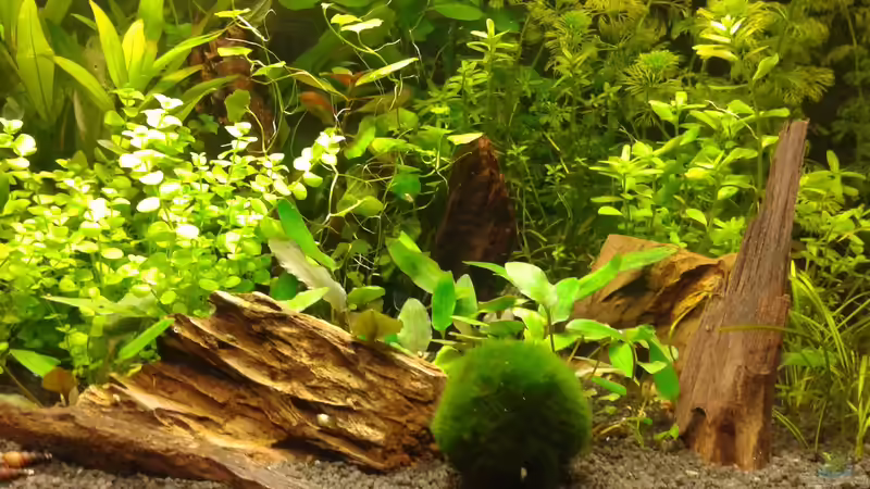 Dekoration im Aquarium Becken 30116 von cafesoleil (11)