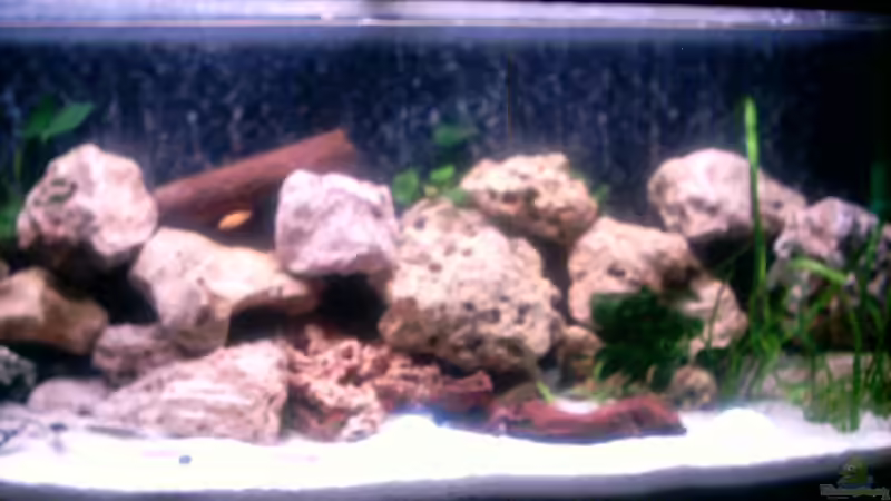 Dekoration im Aquarium Becken 303 von Peter Hahn (2)