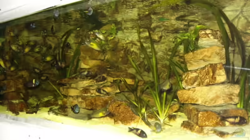 Dekoration im Aquarium Becken 3039 von Marcus Wesche (3)