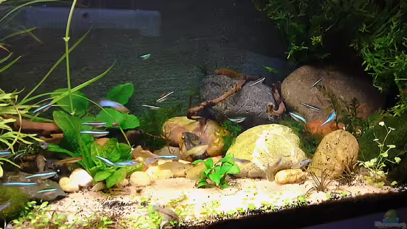 Dekoration im Aquarium Becken 30484 - Das Morgenbecken - von Grünhexe (144)