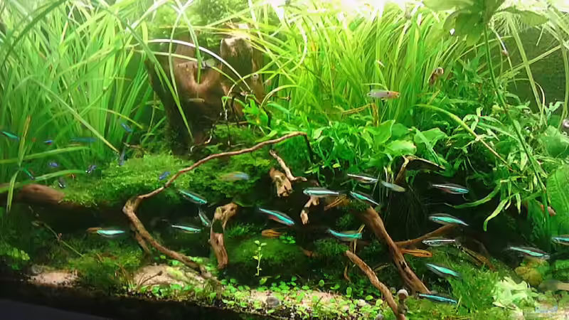 Dekoration im Aquarium Becken 30484 - Das Morgenbecken - von Grünhexe (145)