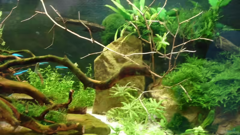 Dekoration im Aquarium Becken 30484 - Das Morgenbecken - von Grünhexe (162)