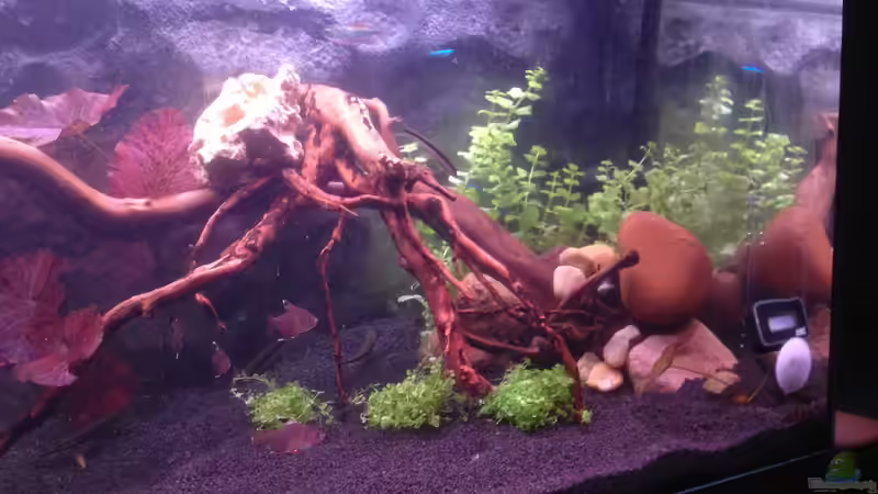 Dekoration im Aquarium Becken 30559 von Marcel Klein (3)