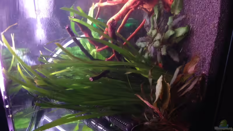 Dekoration im Aquarium Becken 30559 von Marcel Klein (4)