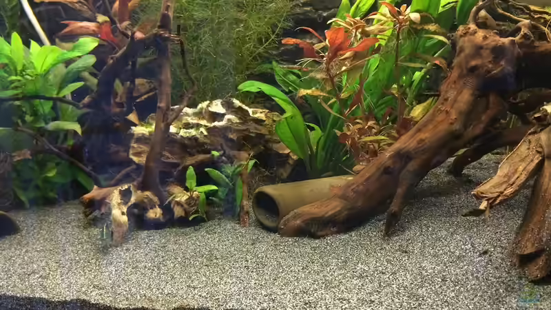 Dekoration im Aquarium Becken 30604 von Mesmerize (10)