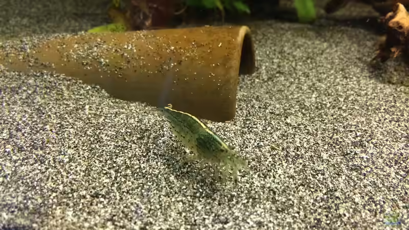 Dekoration im Aquarium Becken 30604 von Mesmerize (11)