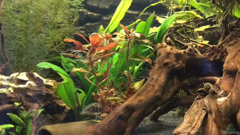 Dekoration im Aquarium Becken 30604 von Mesmerize (8)